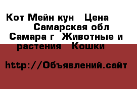 Кот Мейн кун › Цена ­ 3 000 - Самарская обл., Самара г. Животные и растения » Кошки   